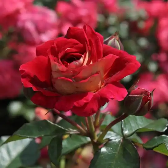 Rosa Die Sehenswerte ® - roșu - galben - trandafir pentru straturi Floribunda